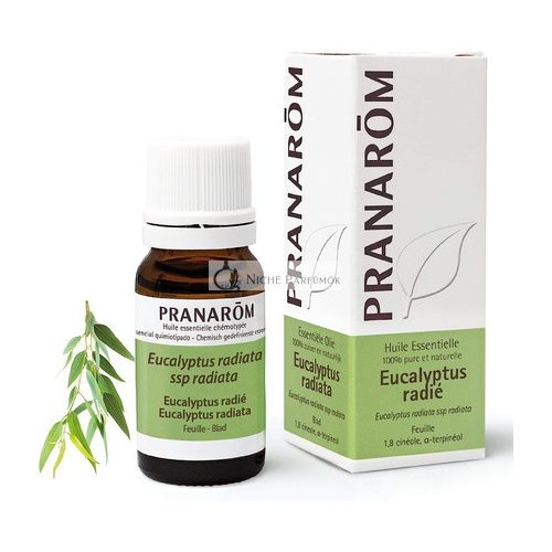 Pranarôm Eucalyptus Radiata ätherisches Öl 10ml